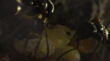 karınca, pupa, Anthill içinde, makro, dağ, aşırı makro