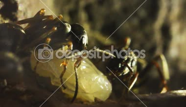 karınca, pupa, Anthill içinde, makro, dağ, aşırı makro