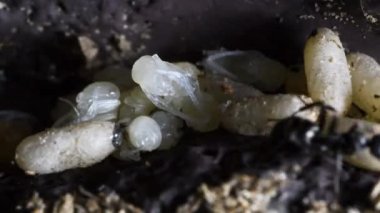 karınca, pupa, Anthill içinde, makro, dağ, aşırı makro