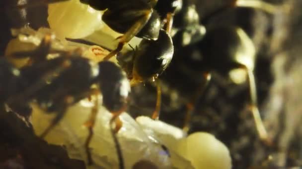 Στο Εσωτερικό Του Μυρμήγκι Μακρο Βουνό Ακραία Μακρο — Αρχείο Βίντεο