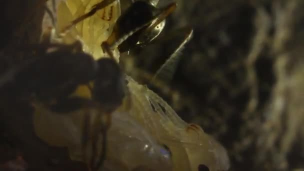 Myra Pupa Inne Anthill Makro Berg Extrema Makro — Stockvideo