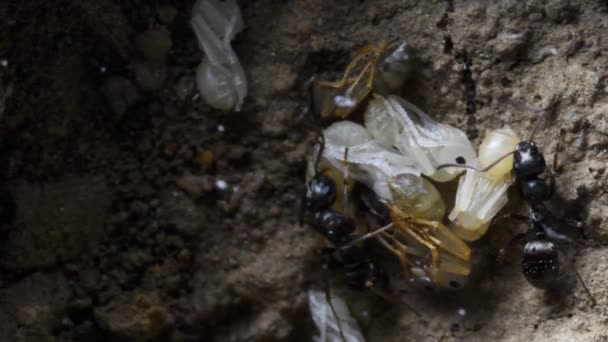 Myra Pupa Inne Anthill Makro Berg Extrema Makro — Stockvideo