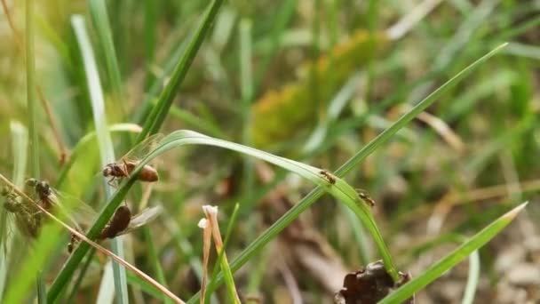 Doğada Yeşil Yapraklı Karıncalar — Stok video