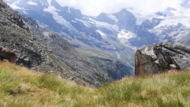 Drei Steinbockweibchen Laufen Durch Die Landschaft Steinböcke Steinböcke Strauß Säugetier — Stockvideo