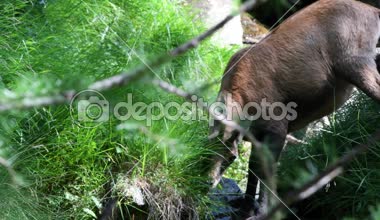 Chamois, Rupicapra rupicapra, yemek, yaz, memeli, Gran Paradiso Ulusal Parkı, Cogne, Valnontey, Valle d 'Aosta, İtalya, insan yok.,