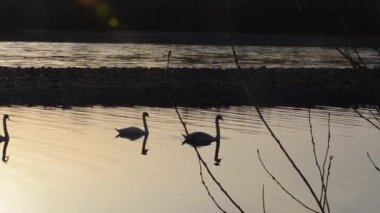 kuğu, dilsiz kuğu , Cygnus olor, Ticino nehri, gün batımında