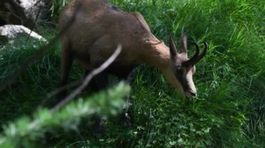Chamois, Rupicapra rupicapra, yemek, yaz, memeli, Gran Paradiso Ulusal Parkı, Cogne, Valnontey, Valle d 'Aosta, İtalya, insan yok.,