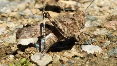 Grasshopper yere yumurta bırakır (Oedipoda cerulescens) sonra uzağa gitmek