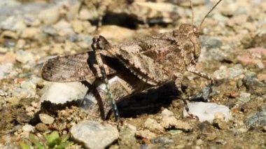 Çekirge toprağa yumurtlar (Oedipoda cerulescens) 