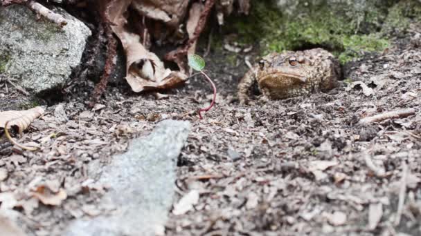 Toad Bufo Bufo Het Hout — Stockvideo