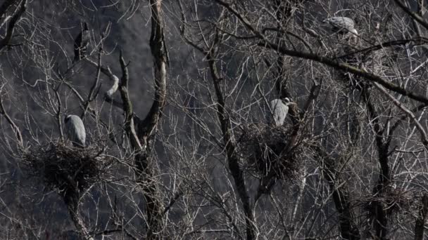 Ptaki Gniazda Martwych Drzewach — Wideo stockowe
