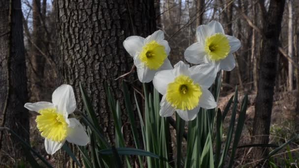 Nárcisz Húsvéti Liliom Narcissus Pseudonarcissus Amaryllidaceae Virág Növény Ticino Regionális — Stock videók