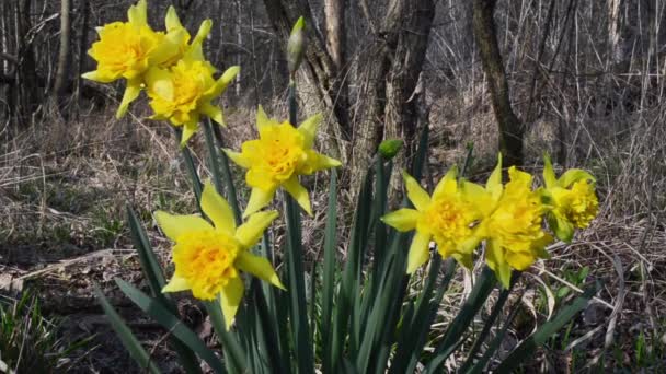 Beautiful Daffodil Flowers Forest — Stock Video