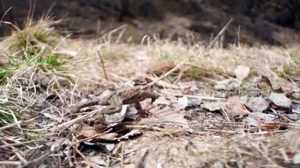 Toad Går Bufo Bufo — Stockvideo