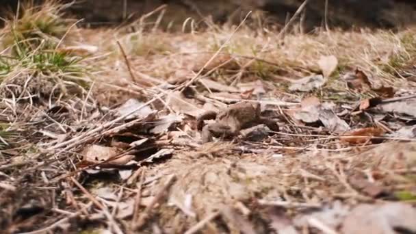 Toad Går Bufo Bufo — Stockvideo