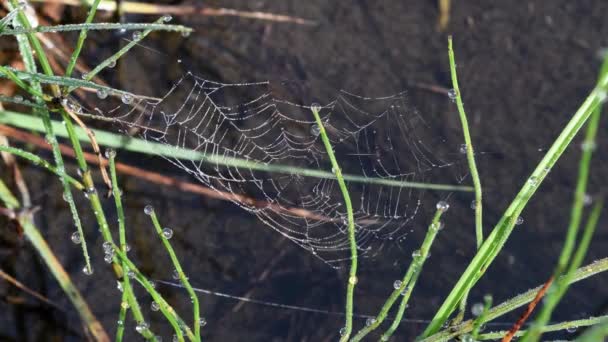 蜘蛛网湿与露水在溪流 — 图库视频影像