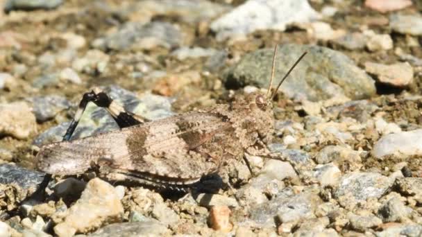 Кузнечик Откладывает Яйца Землю Edipoda Cerulescens Затем Уходит — стоковое видео