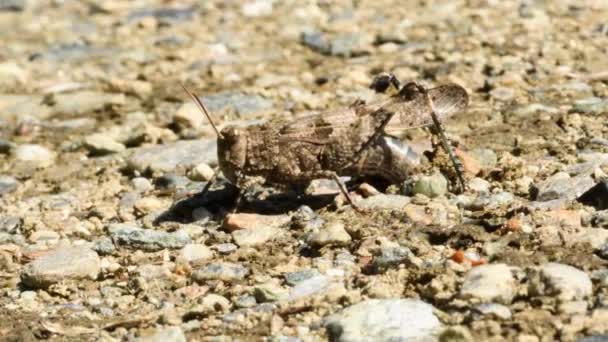 Grasshopper Lerakja Tojást Földön Oedipoda Cerulescens — Stock videók