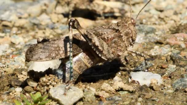 バッタは 地面に卵を産む Oedipoda Cerulescens その後 それは離れて行く — ストック動画