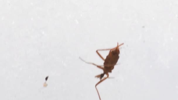  pistes d'insectes sur la neige (Chionea lutescens )