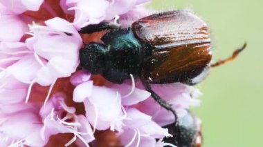 Pembe çiçekteki böceğe yaklaş.