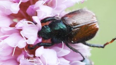 Pembe çiçekteki böceğe yaklaş.
