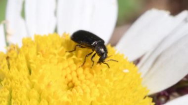 Sarı çiçekteki böceğe yaklaş.