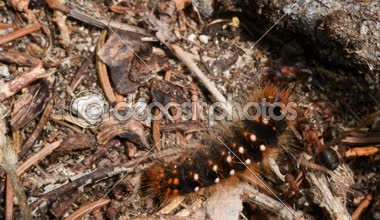 kırmızı karıncalar (Formica rufa) ormanda yırtıcı tırtıl
