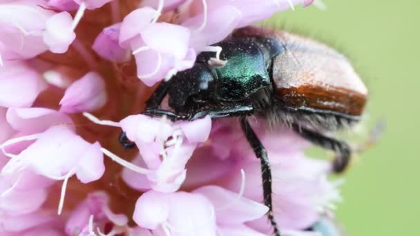 Gros Plan Scarabée Sur Fleur Rose — Video