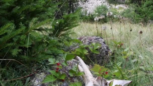 Schedel Van Chamois Het Gras Gran Paradiso Nationaal Park — Stockvideo