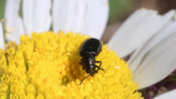 Gros Plan Scarabée Sur Fleur Jaune — Video