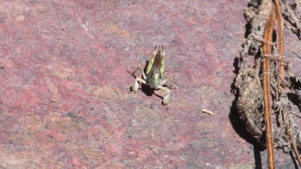 Grasshopper Attracts Female Sound Produced Feet — Stock Video