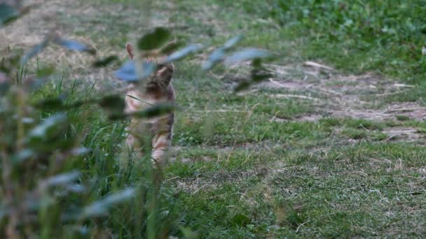 Chat Rouge Dans Pré Montagne — Video