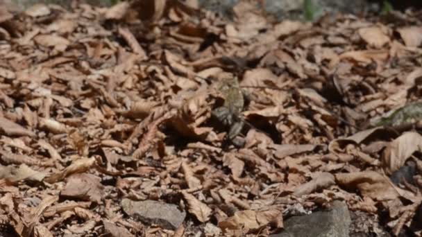 蛤蟆在干树叶 普通蛤蟆 Bufo Bufo 两栖动物 圣阿戈斯蒂诺湖 夸洛纳 皮埃蒙特 意大利 — 图库视频影像