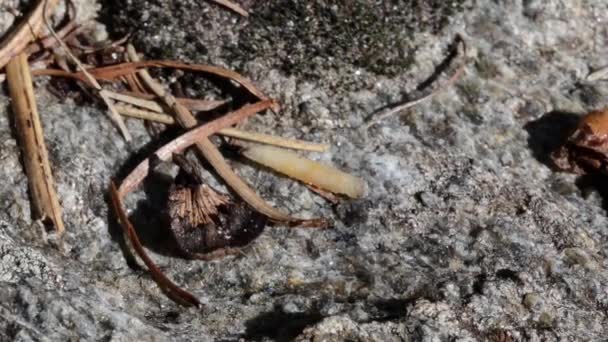 Close Formigas Caçando Borboleta — Vídeo de Stock