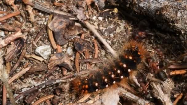 Formigas Vermelhas Formica Rufa Presa Lagarta Madeira — Vídeo de Stock