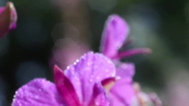 Doğadaki ıslak pembe çiçekleri kapatın.