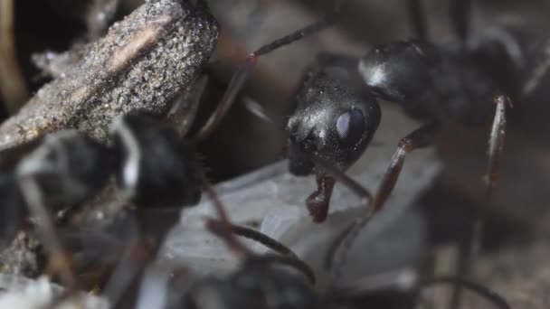 Mrówka Pupa Wewnątrz Mrowisko Makro Góra Ekstremalne Makro — Wideo stockowe