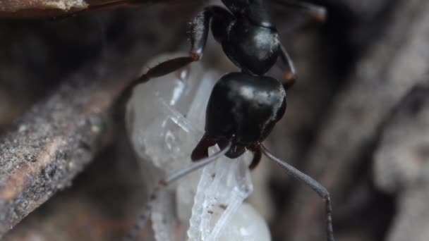 Ameise Puppe Ameisenhaufen Makro Berg Extremes Makro — Stockvideo