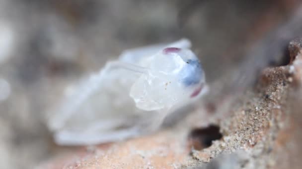 Mravenec Pupa Uvnitř Mraveniště Makra Hory Extrémní Makro — Stock video