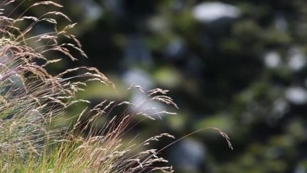 Hierba Montaña Movida Por Viento — Vídeos de Stock