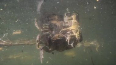 Gölde ya da nehir suyunda kurbağalar  