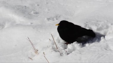 Karda cloughs, Pyrrhocorax graculus,