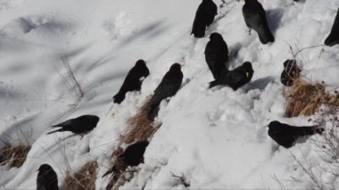 Karda cloughs, Pyrrhocorax graculus,