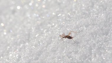 Chionea lutescens, Chionea, tipulidae, Insetto attero, attero, neve insetto neve, Parco Nazionale Gran Paradiso, Cogne, İtalya