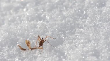 Chionea lutescens, Chionea, tipulidae, Insetto attero, attero, neve insetto neve, Parco Nazionale Gran Paradiso, Cogne, İtalya