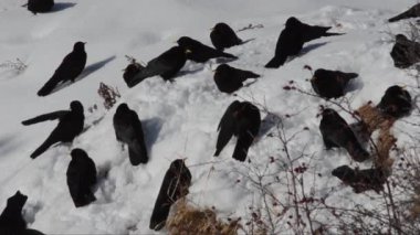 Alpine Clough, clough, Pyrrhocorax graculus, uçuş, kuş, kar, Gran Paradiso Milli Parkı, Cogne, İtalya