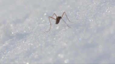 Chionea lutescens, Chionea, tipulidae, Insetto attero, attero, neve insetto neve, Parco Nazionale Gran Paradiso, Cogne, İtalya