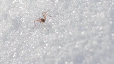 Chionea lutescens, Chionea, tipulidae, Insetto attero, attero, neve insetto neve, Parco Nazionale Gran Paradiso, Cogne, İtalya