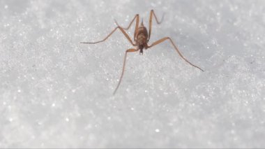 Chionea lutescens, Chionea, tipulidae, Insetto attero, attero, neve insetto neve, Parco Nazionale Gran Paradiso, Cogne, İtalya